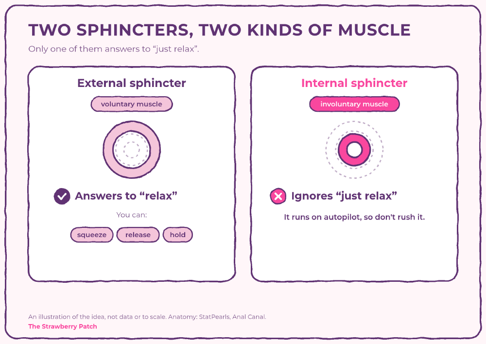Two cards comparing the anal sphincters. The external sphincter is voluntary muscle that answers to the instruction to relax. The internal sphincter is involuntary and runs on autopilot, so don't rush it.