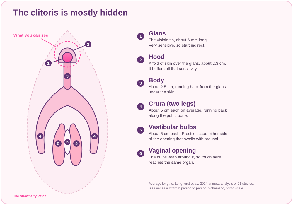 Labelled schematic of the whole clitoris under the vulva. The glans and hood are the visible tip. Behind them the body splits into two crura, and two vestibular bulbs sit either side of the vaginal opening. Average lengths from Longhurst et al. 2024: crura and bulbs about 5 cm each.