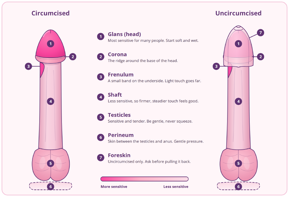 Two simplified diagrams, circumcised and uncircumcised, with seven numbered zones: glans, corona, frenulum, shaft, testicles, perineum and foreskin. A pink heat gradient runs from the most sensitive zones at the head to the least sensitive at the base.